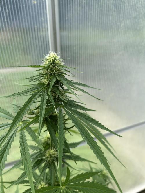 RQS mix. Week 9 - Blue Cheese 
