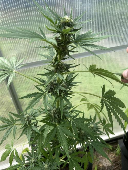 RQS mix. Week 9 - Diesel 