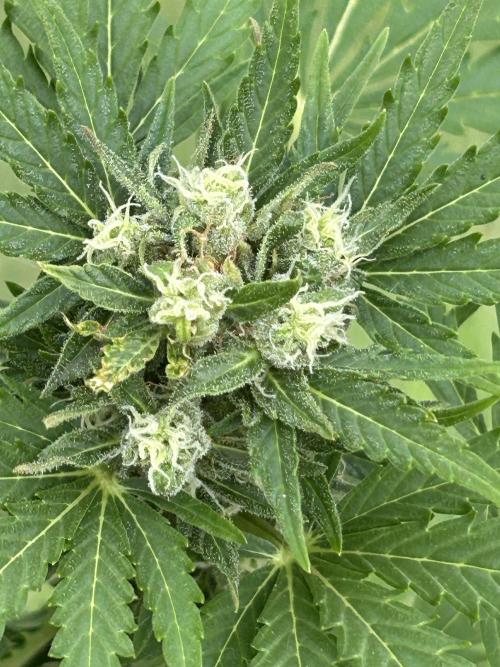 RQS mix. Week 10