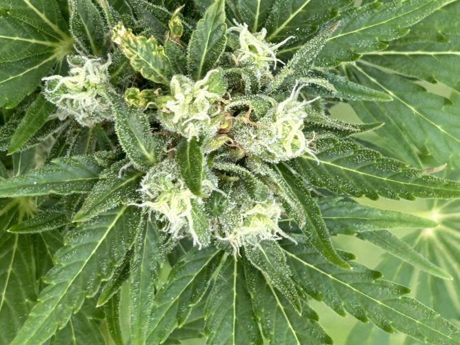 RQS mix. Week 10