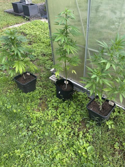 RQS mix. Week 10