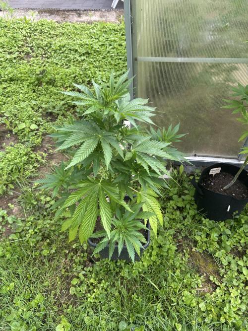 RQS mix. Week 10
