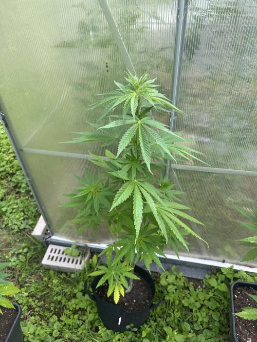 RQS mix. Week 10