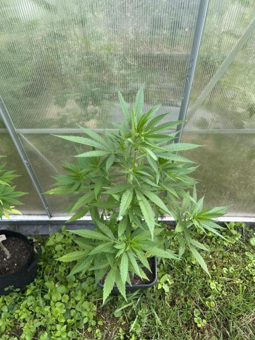 RQS mix. Week 10