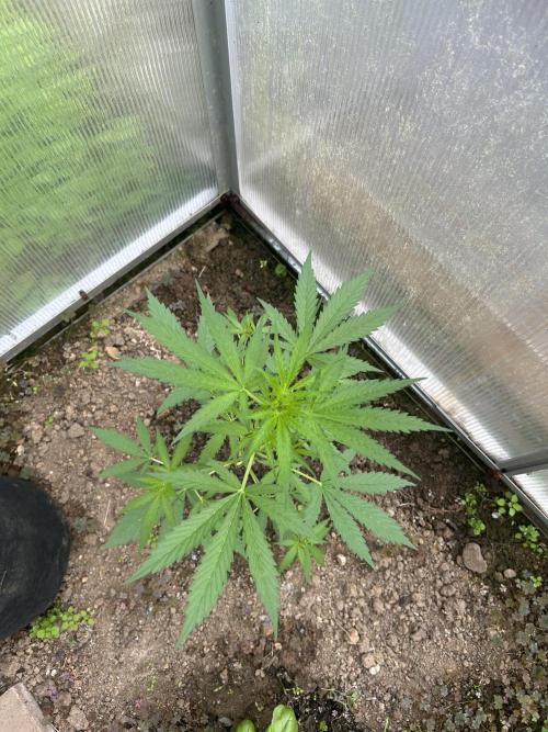 RQS mix. Week 10