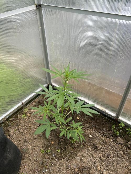 RQS mix. Week 10