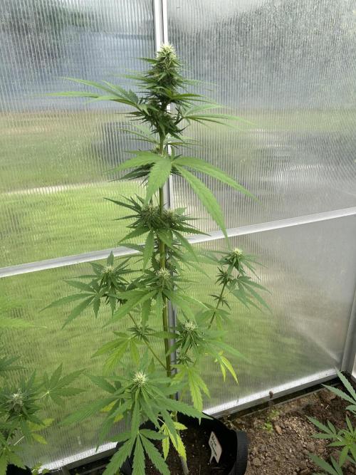 RQS mix. Week 10
