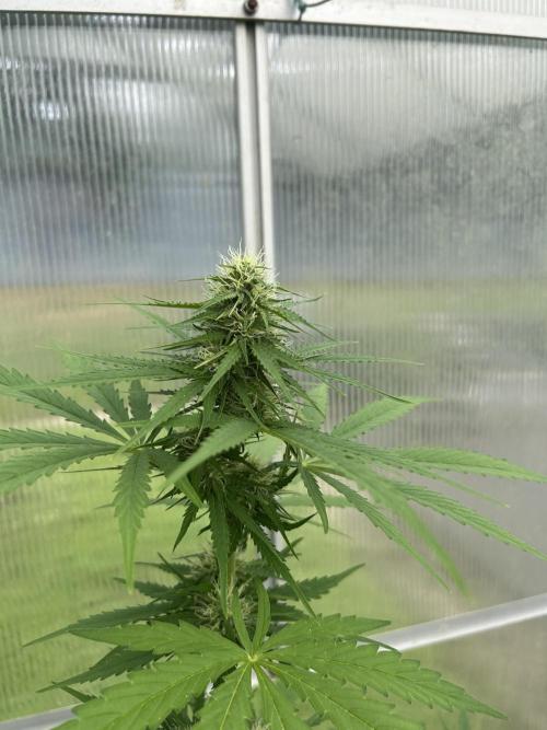 RQS mix. Week 10