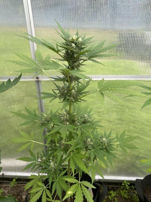 RQS mix. Week 10