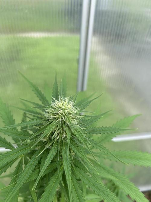 RQS mix. Week 10