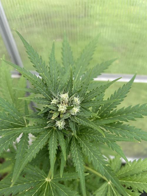 RQS mix. Week 10