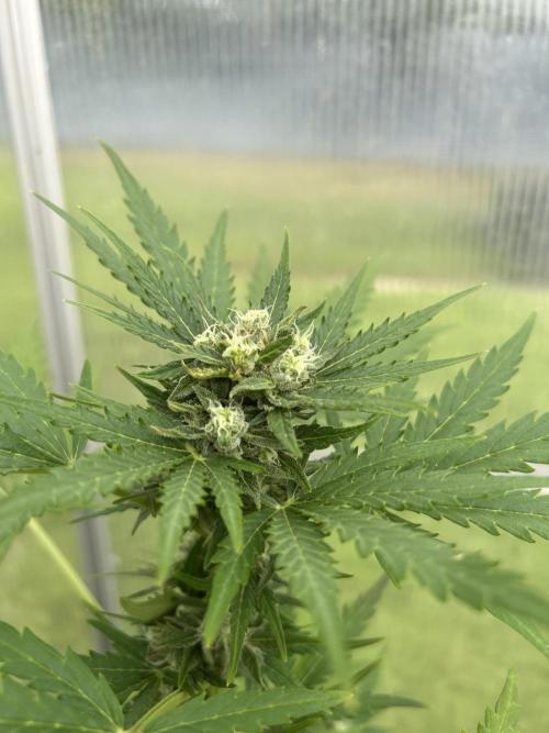 RQS mix. Week 10