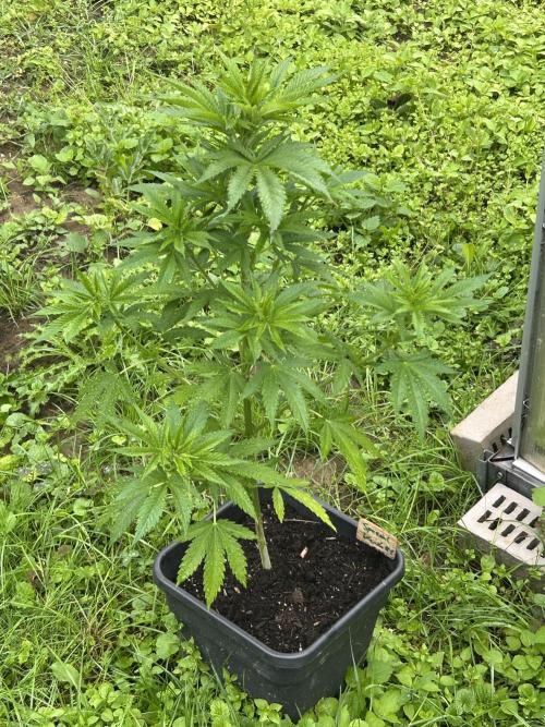RQS mix. Week 11