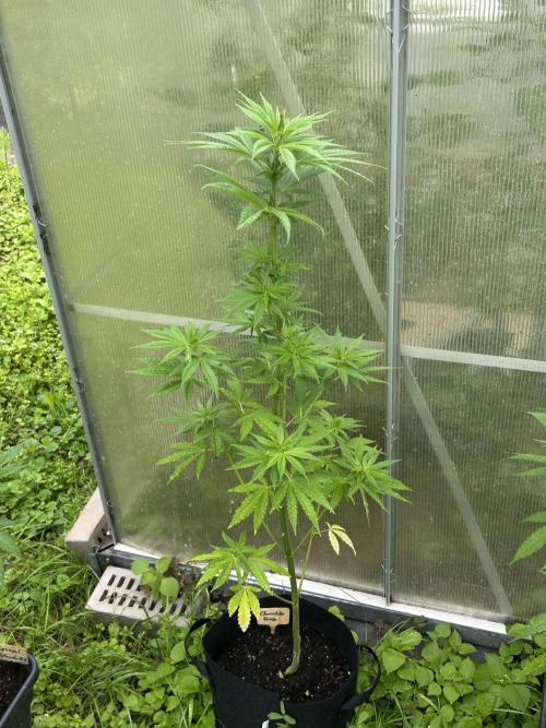 RQS mix. Week 11