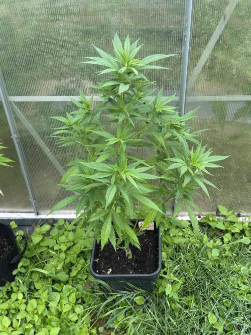 RQS mix. Week 11