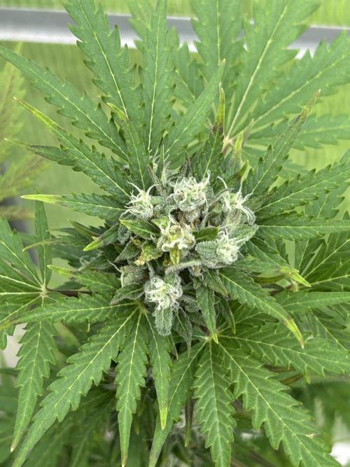 RQS mix. Week 11