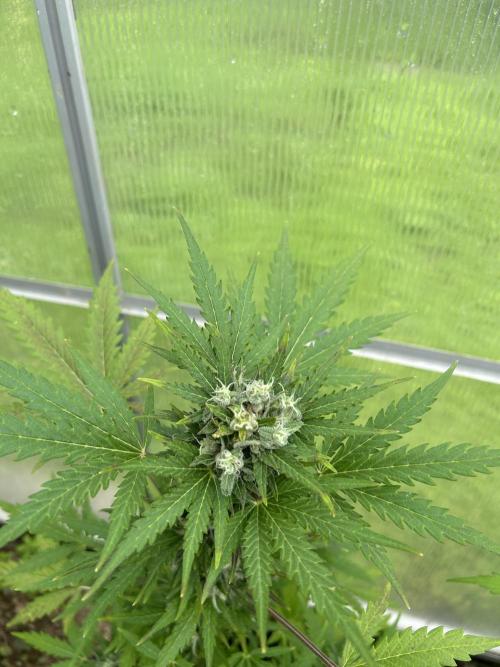 RQS mix. Week 11