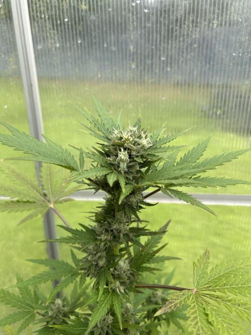 RQS mix. Week 11