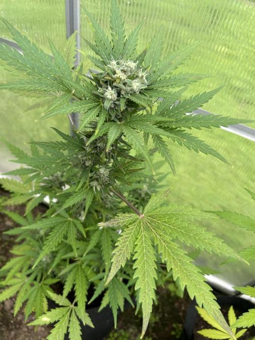 RQS mix. Week 11
