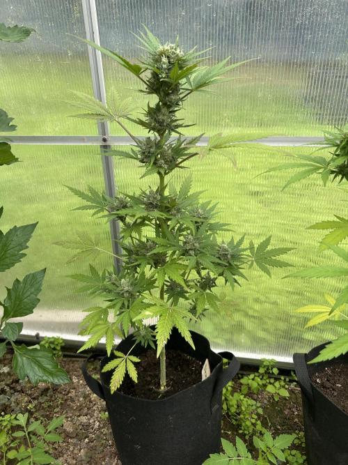 RQS mix. Week 11