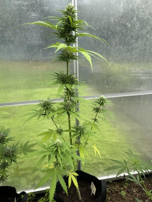 RQS mix. Week 11