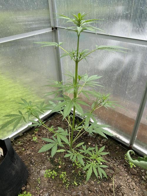 RQS mix. Week 11
