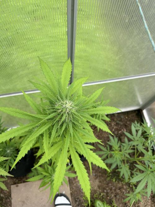 RQS mix. Week 11