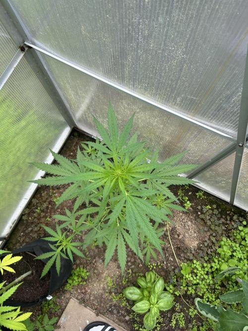 RQS mix. Week 11