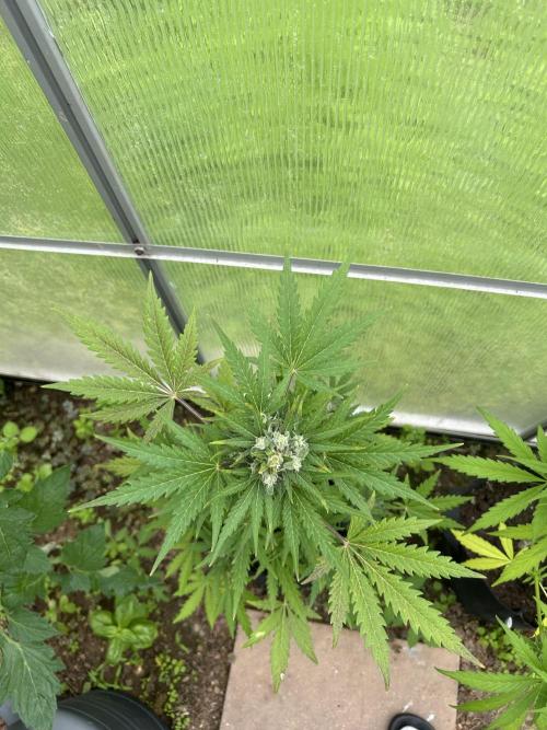 RQS mix. Week 11