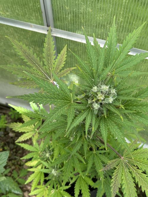RQS mix. Week 11