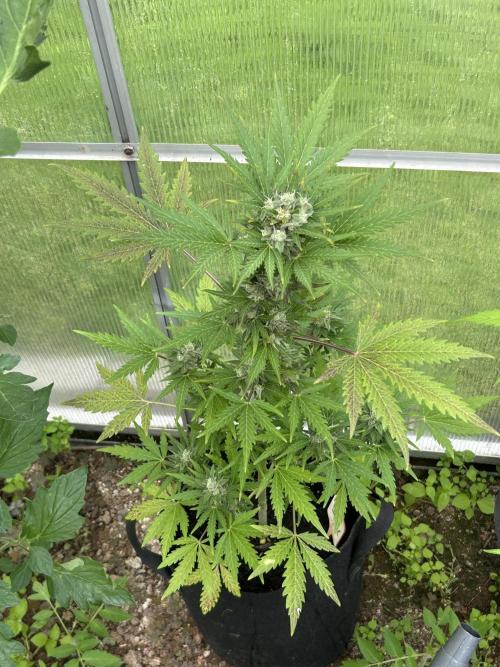 RQS mix. Week 11