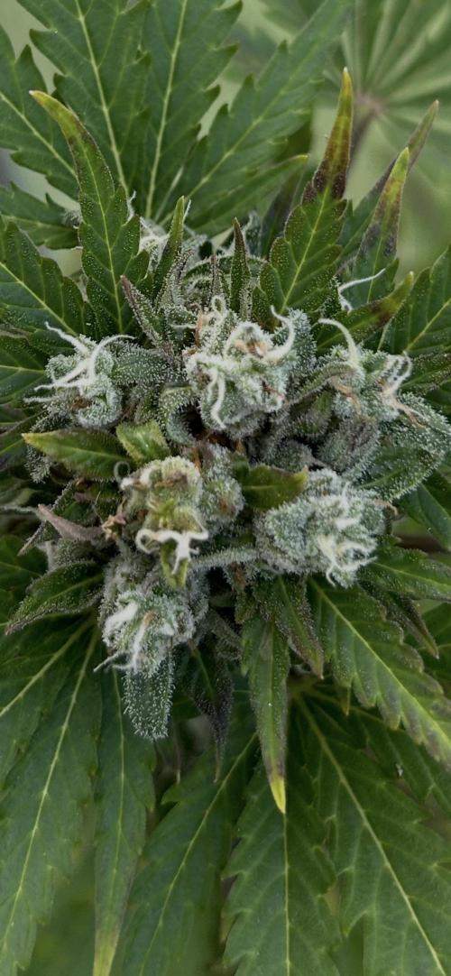 RQS mix. Week 11
