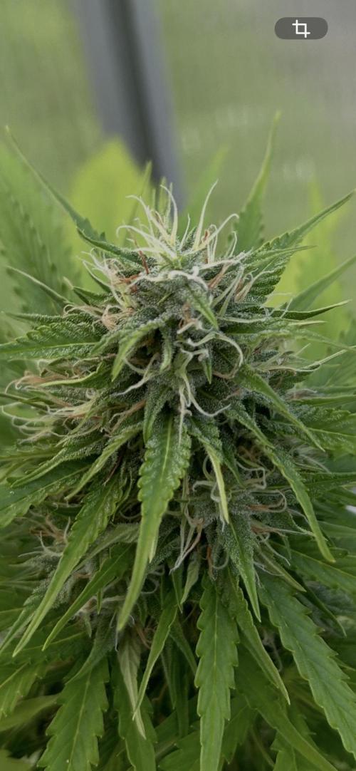 RQS mix. Week 11