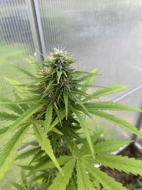 RQS mix. Week 11