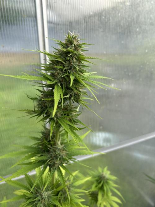 RQS mix. Week 12