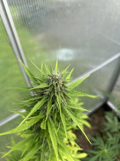 RQS mix. Week 12