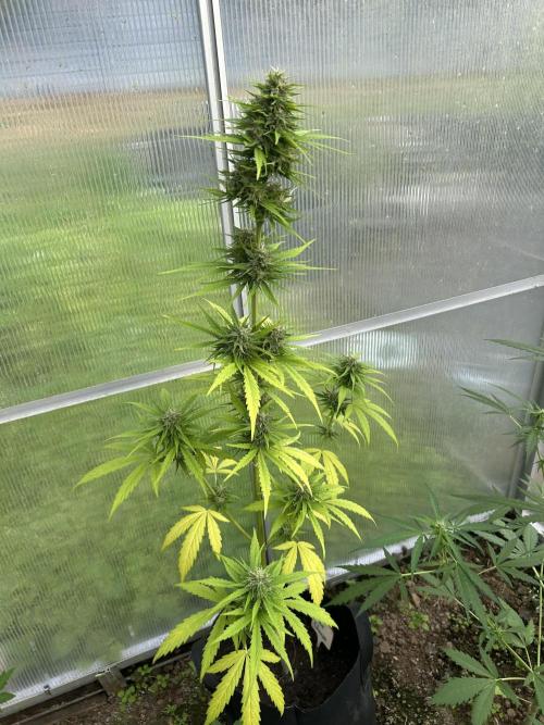 RQS mix. Week 12