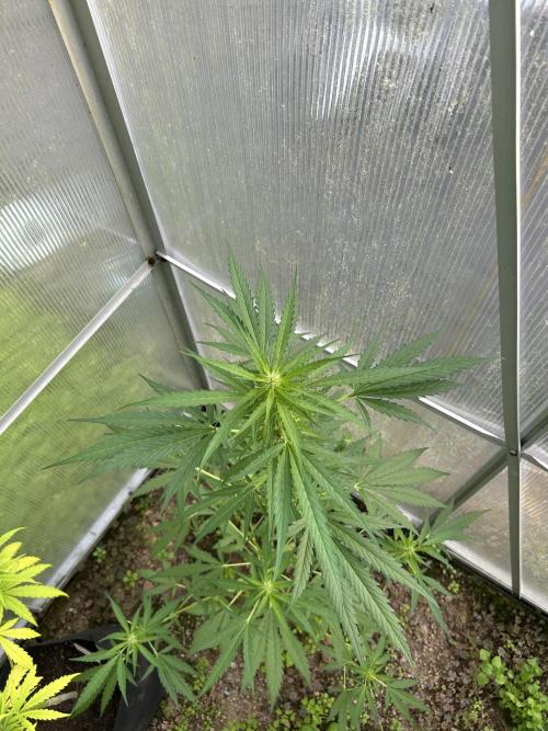 RQS mix. Week 12