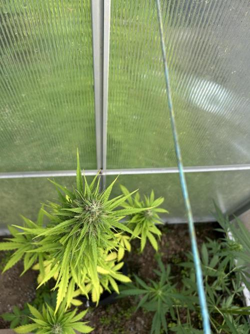RQS mix. Week 12