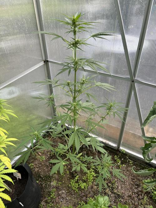 RQS mix. Week 12