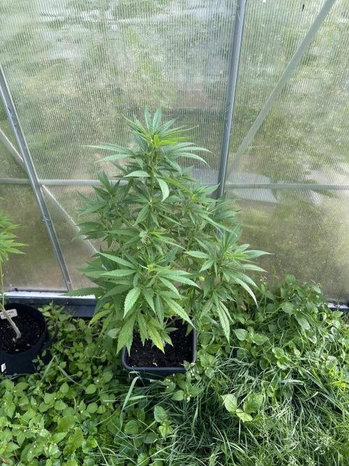 RQS mix. Week 12