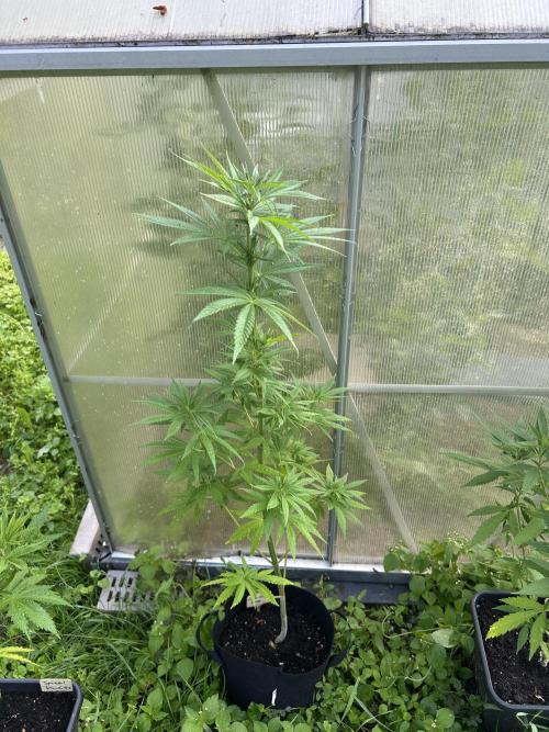 RQS mix. Week 12