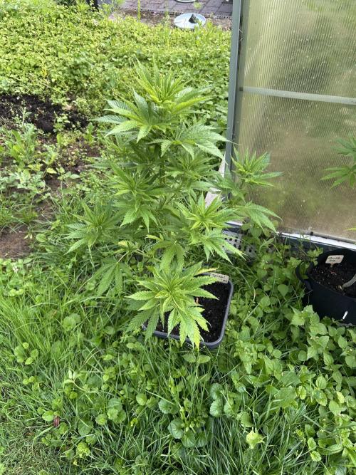 RQS mix. Week 12