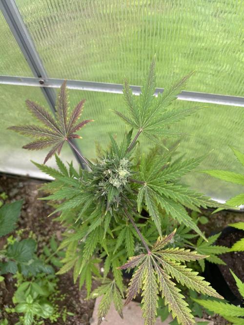 RQS mix. Week 12