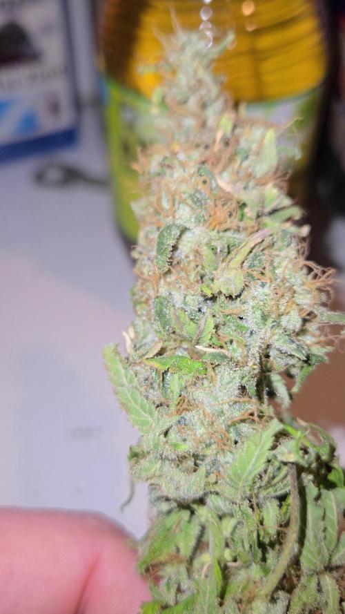 Jealousy Z XL Special