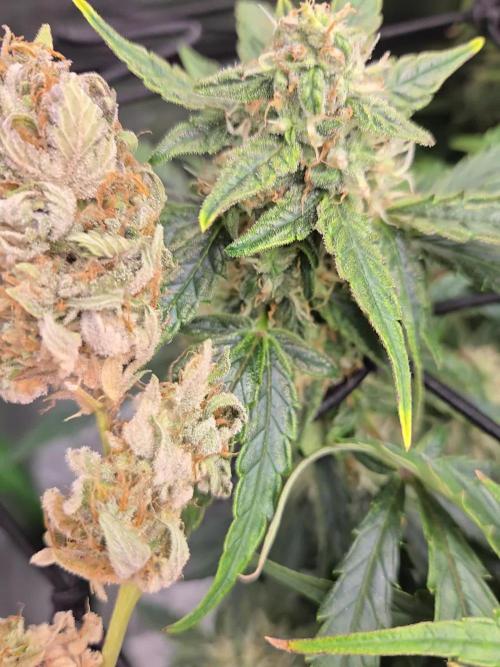 Gorilla Cookies by Fastbuds