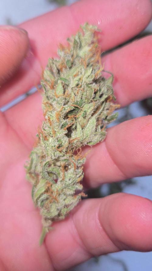 Gorilla Cookies by Fastbuds