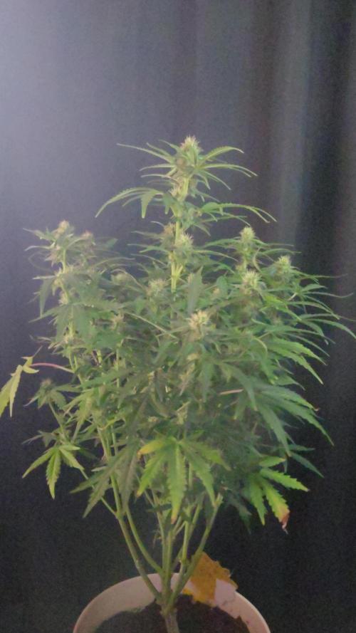 Gorilla Glue x Zkittlez by BarneysFarm