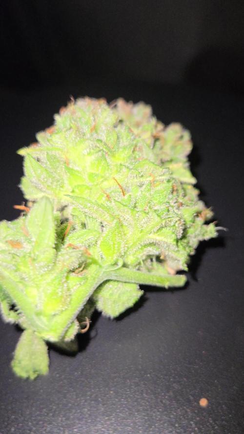 Lemon Cherry Cookies by Fast Buds