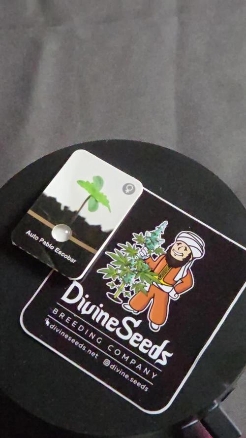 Pablo Escobar Sponsored by Divine Seeds